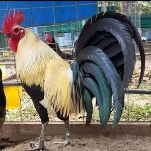 Meet your Posher, Vidal